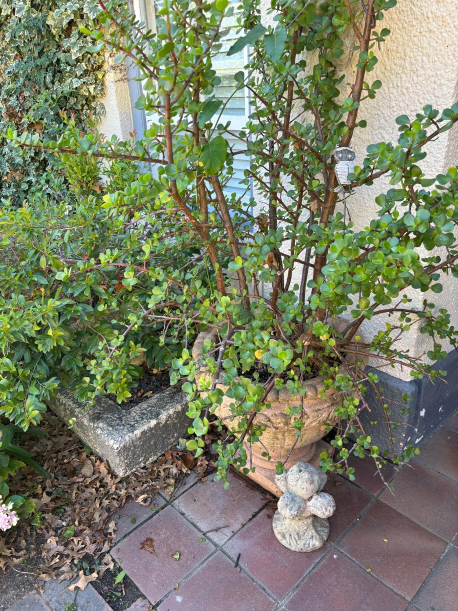 In The Vine Country Manor Guesthouse Stellenbosch Exteriör bild
